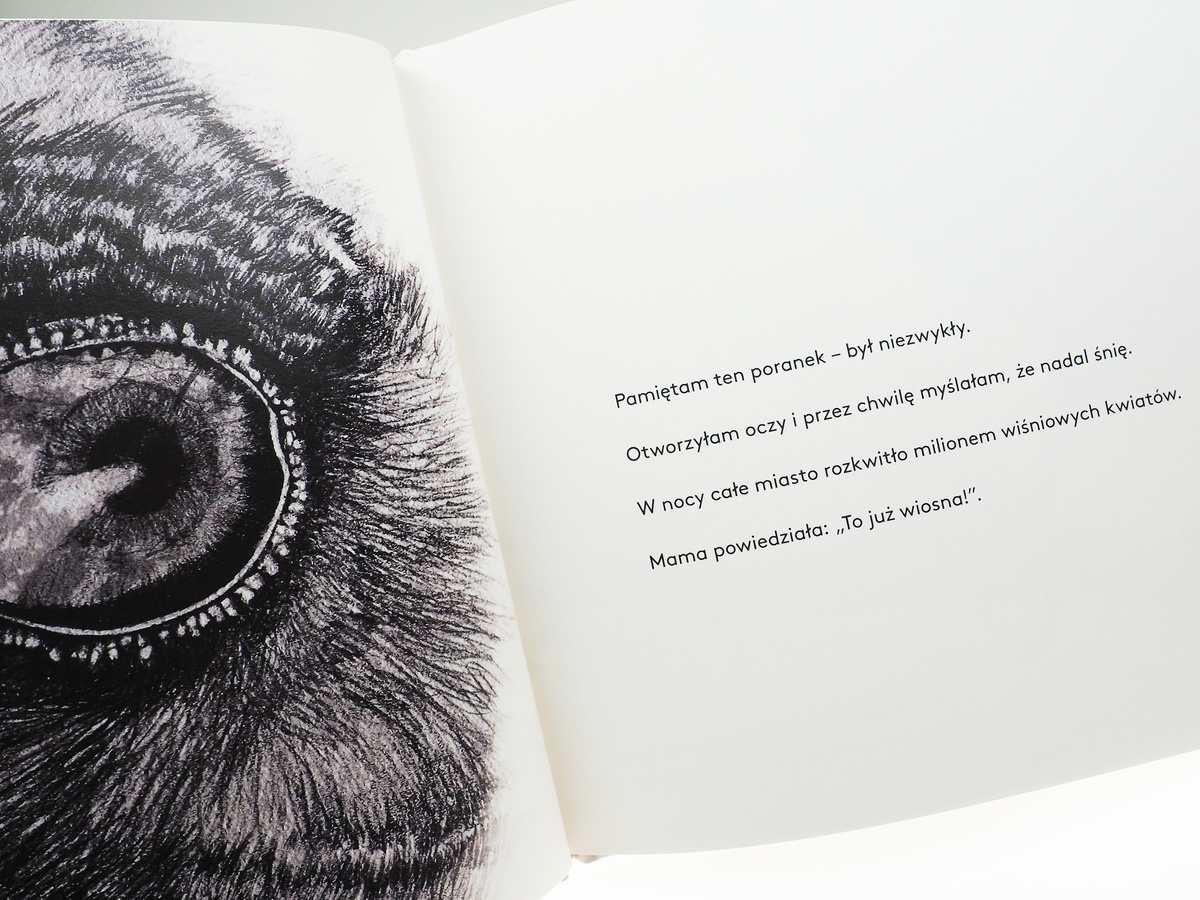 Wrona i kwiat wiśni